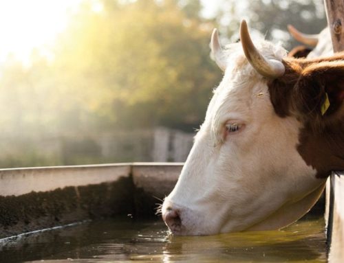 36 Grad und es wird noch hei­ßer – Hit­zes­tress bei Kühen vermeiden.