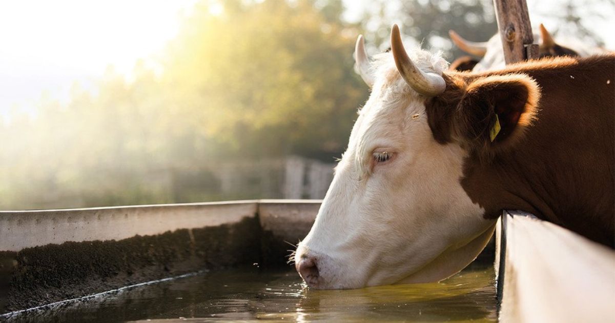 Cow drinking water