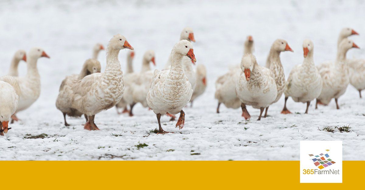 Frohe Weihnachten! Frohe Weihnachten!