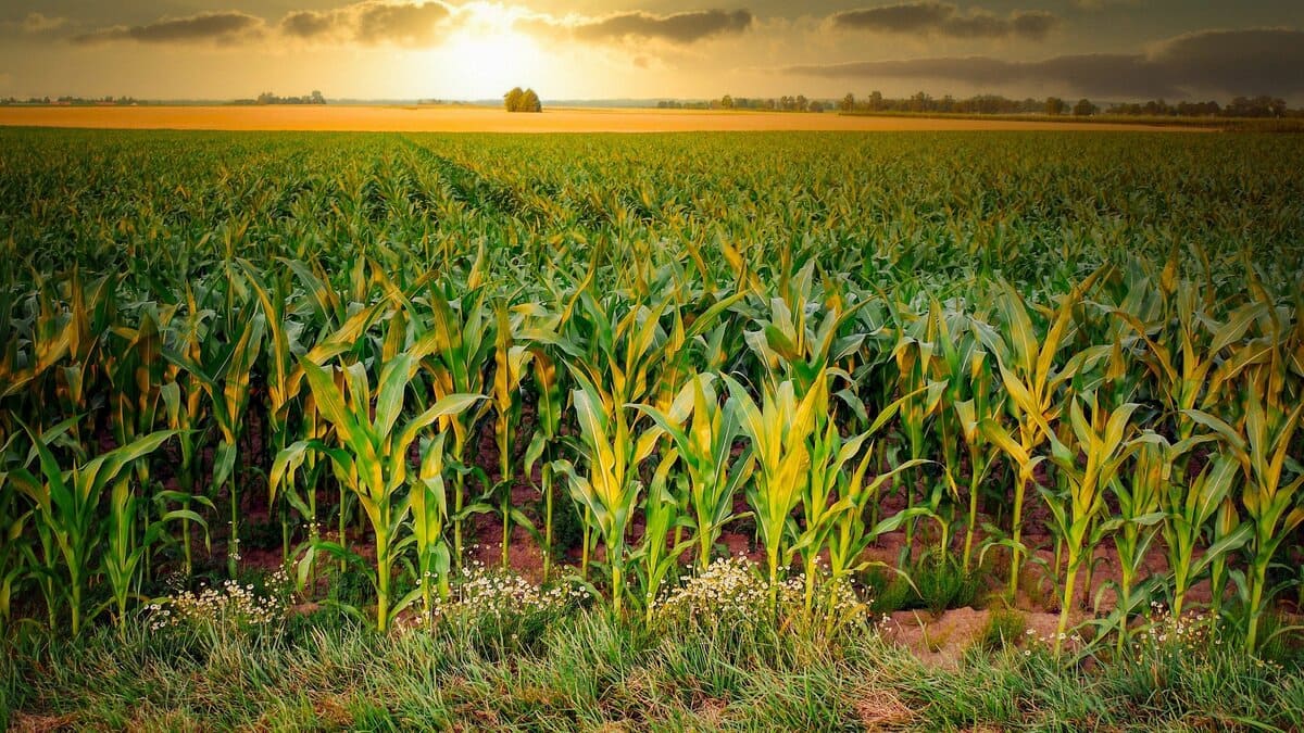 Maize Crop yam-cultivation-uwdc-uw-madison-libraries