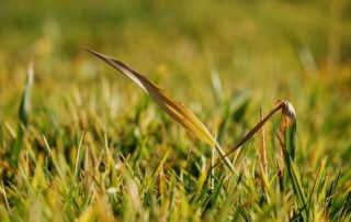 Grassland with patches of dried out grass