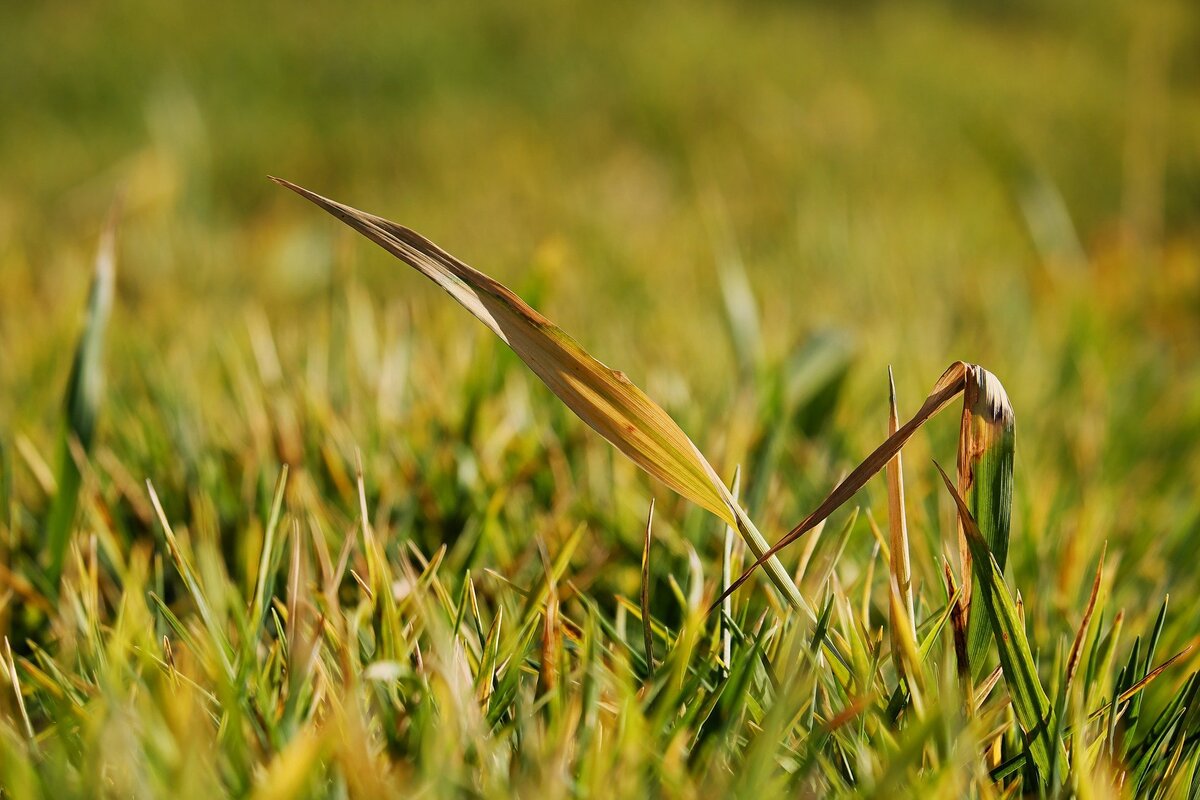 Grassland with patches of dried out grass