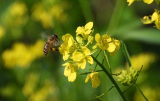 Bee on oilseed rape