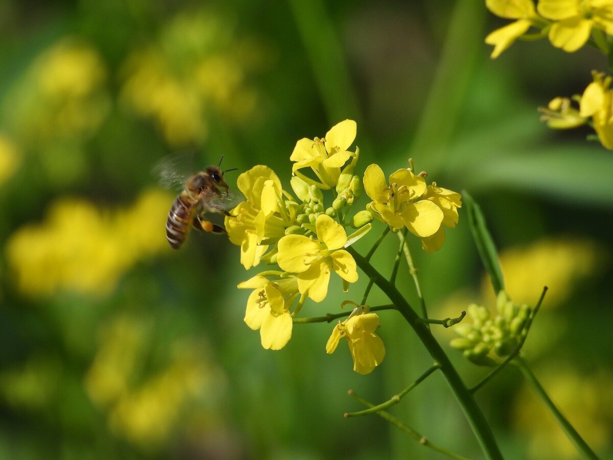 Bee on oilseed rape