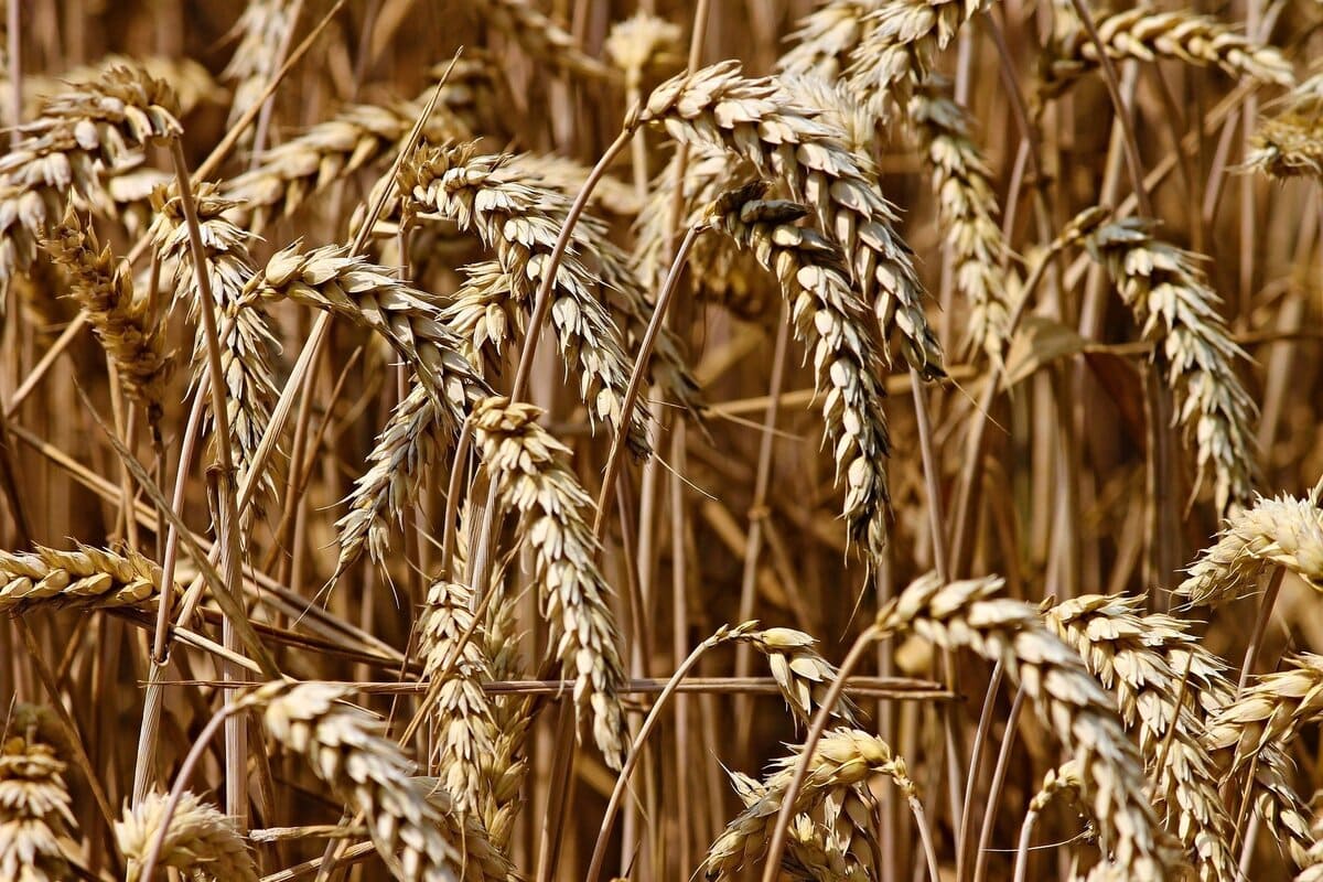 Wheat ready for harvesting