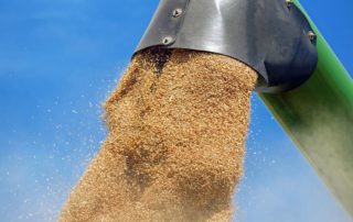 Cereal harvest – grain unloading from the unload auger