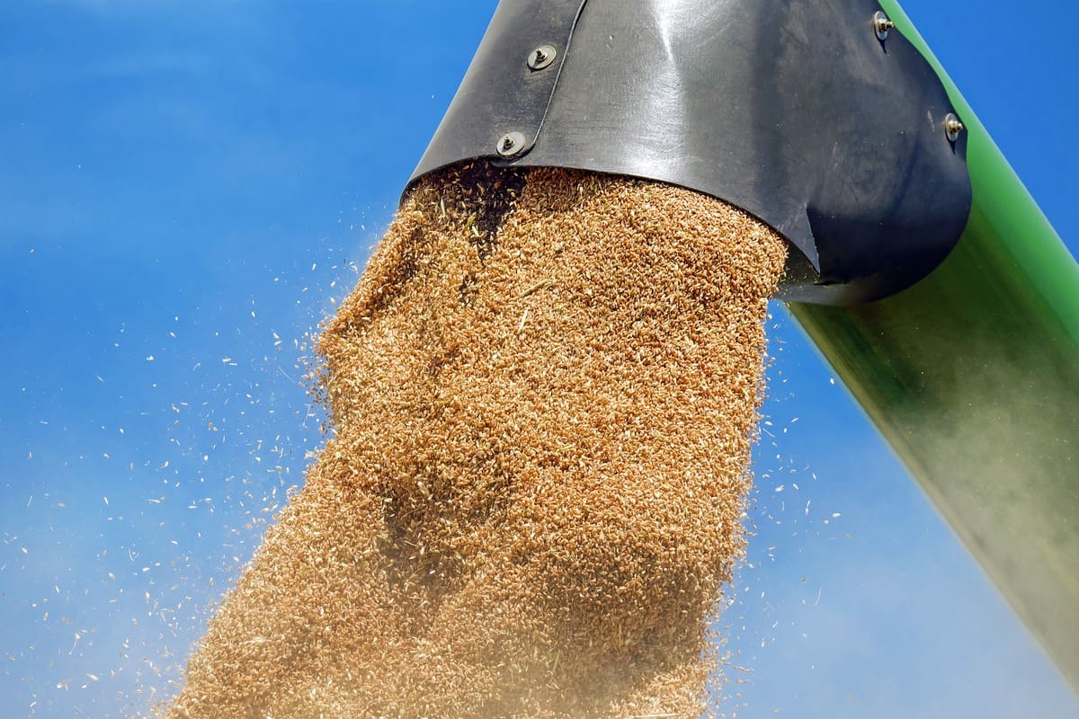 Cereal harvest – grain unloading from the unload auger