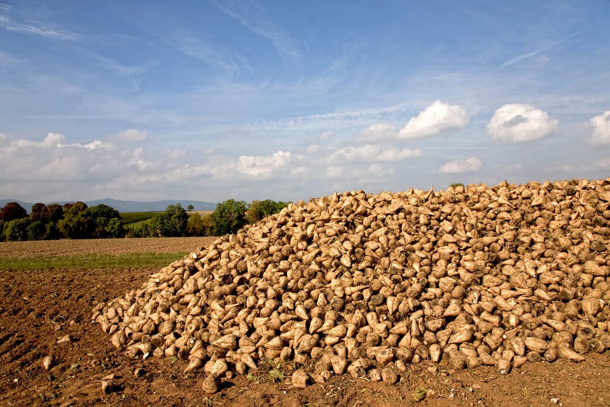 Beet clamp during the sugar beet harvest 