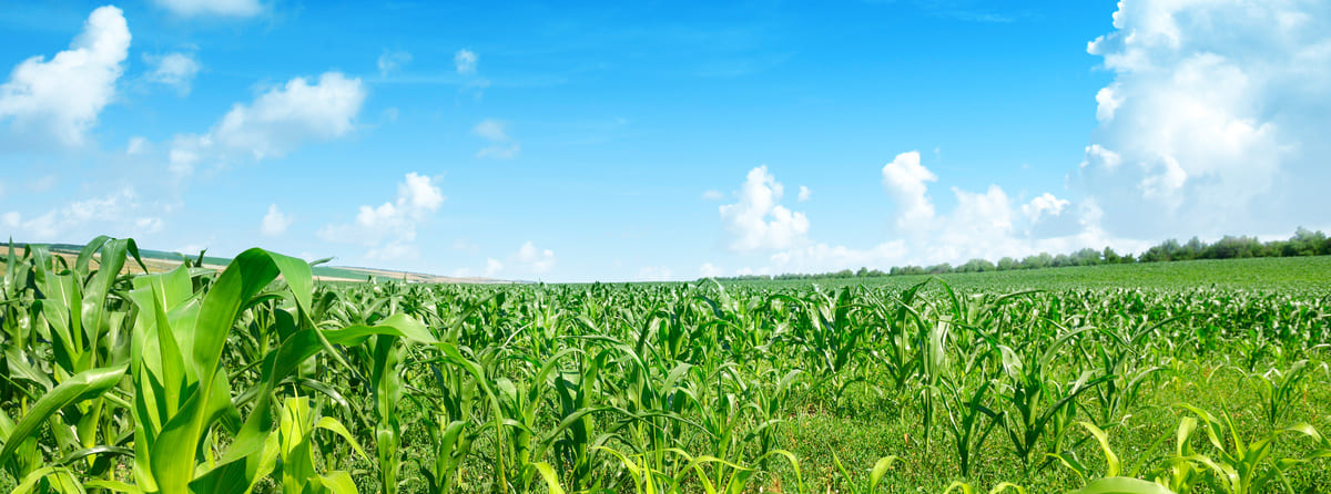 Maize field with nurse crops