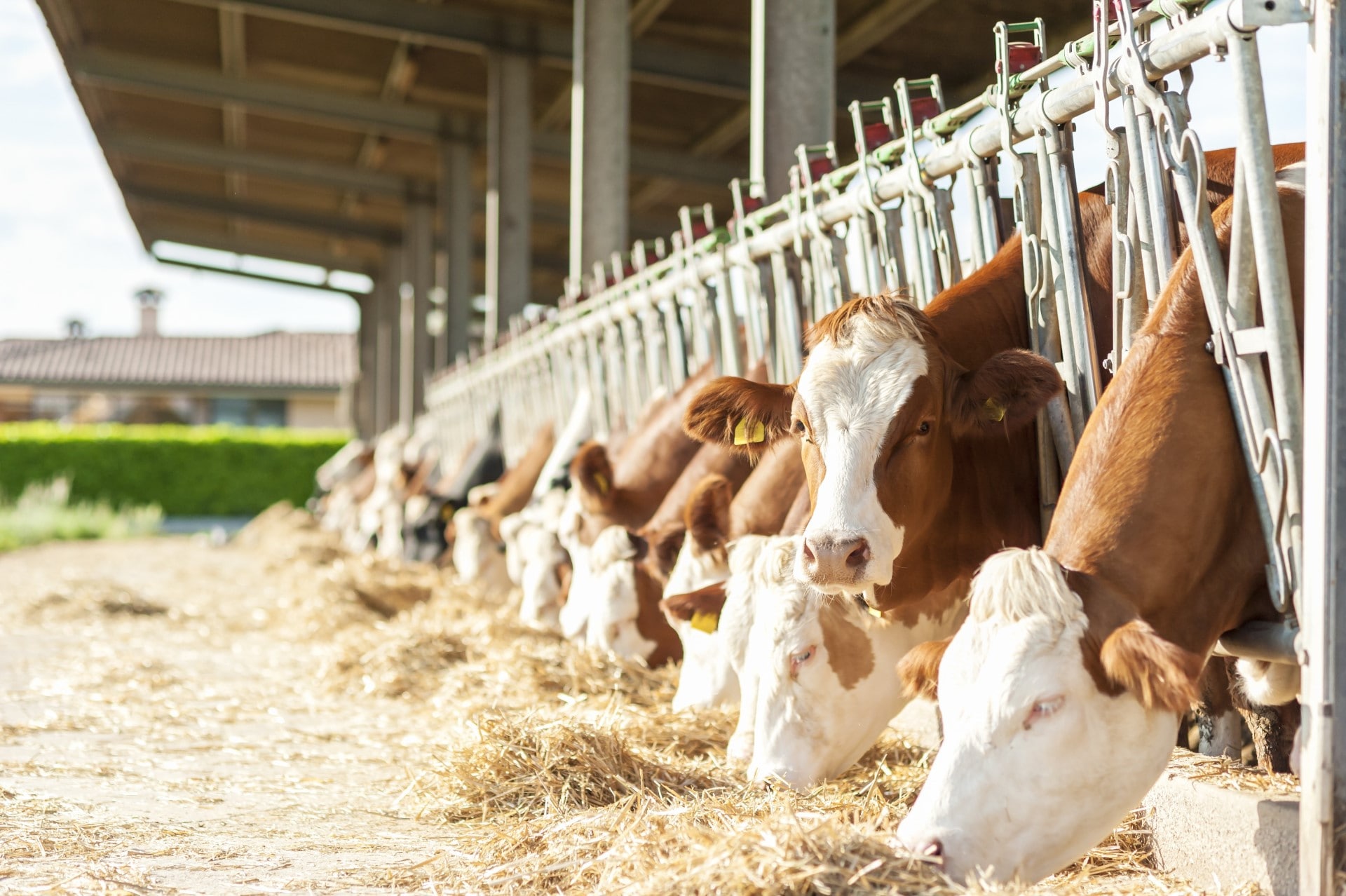 A herd of cows eating hay. A herd of cows eating hay.