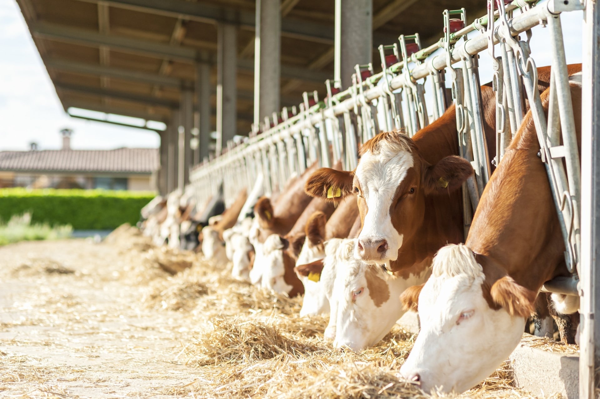 A herd of cows eating hay.