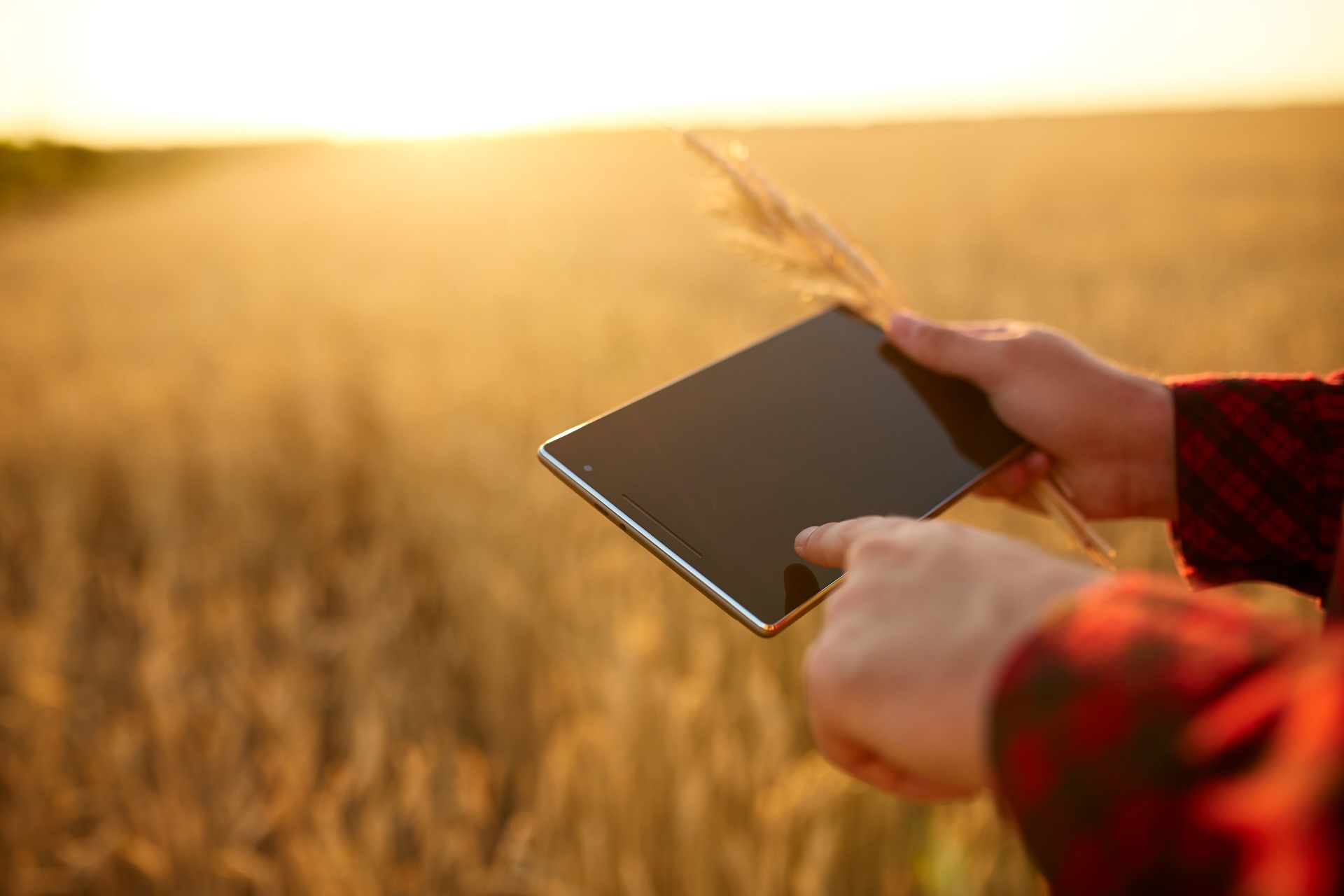 Smart farming using modern technologies in agriculture. Man agronomist farmer with digital tablet computer in wheat field using apps and internet, selective focus. Male holds ears of wheat in hand.