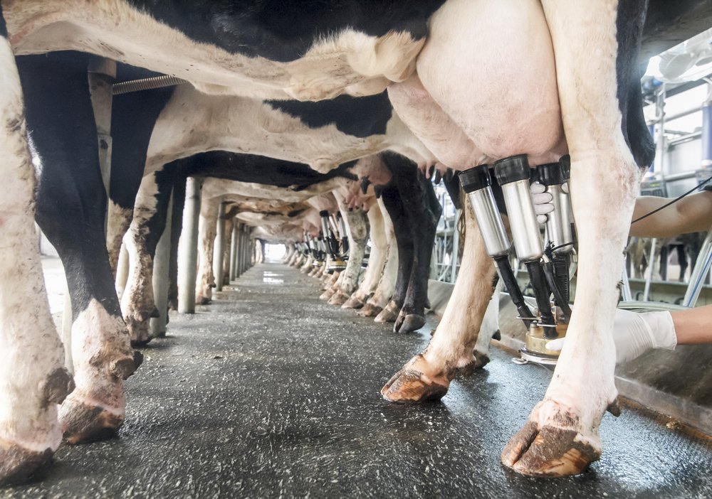 Cows in a milking parlour.