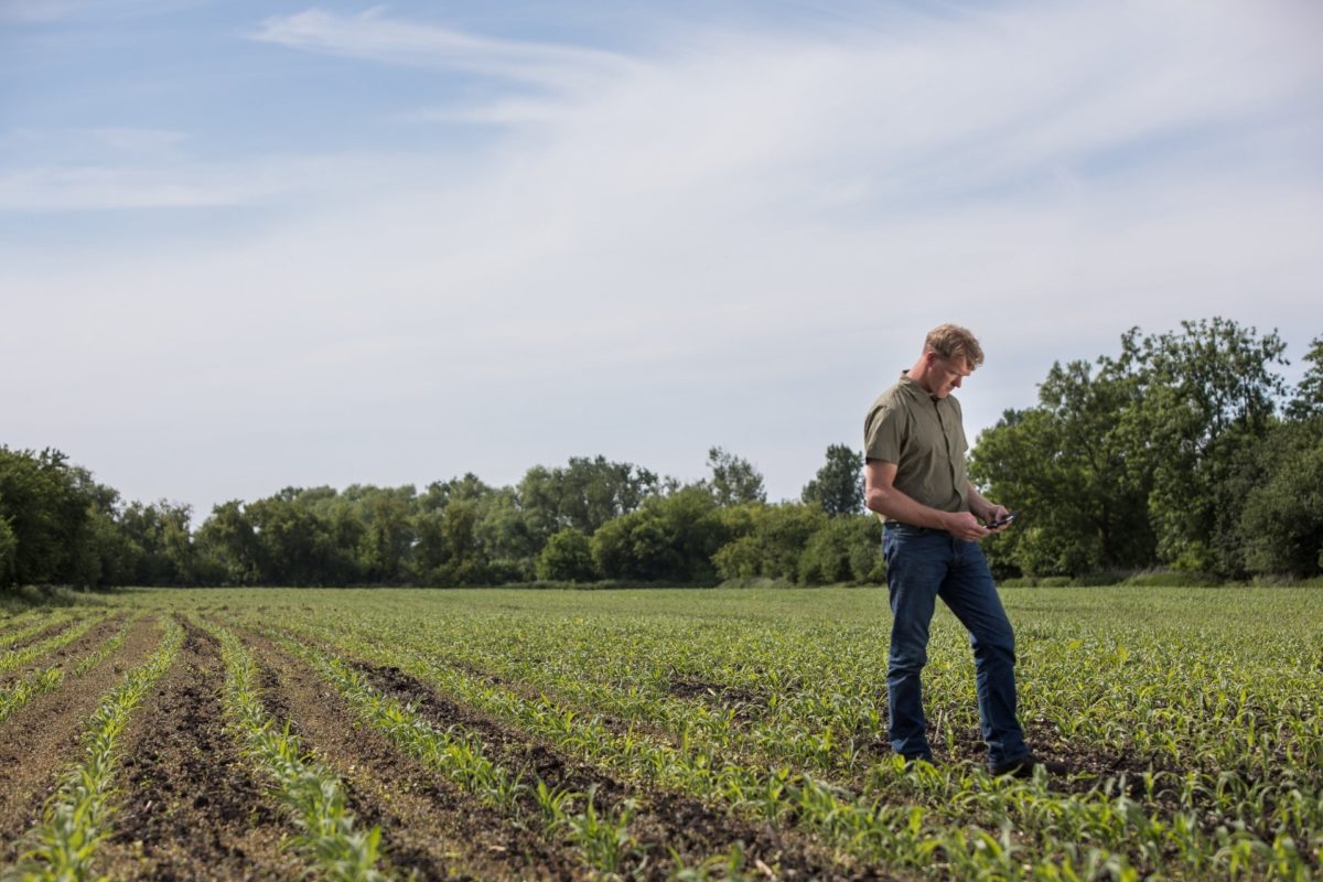 Summer crops from spring sowing to summer harvest