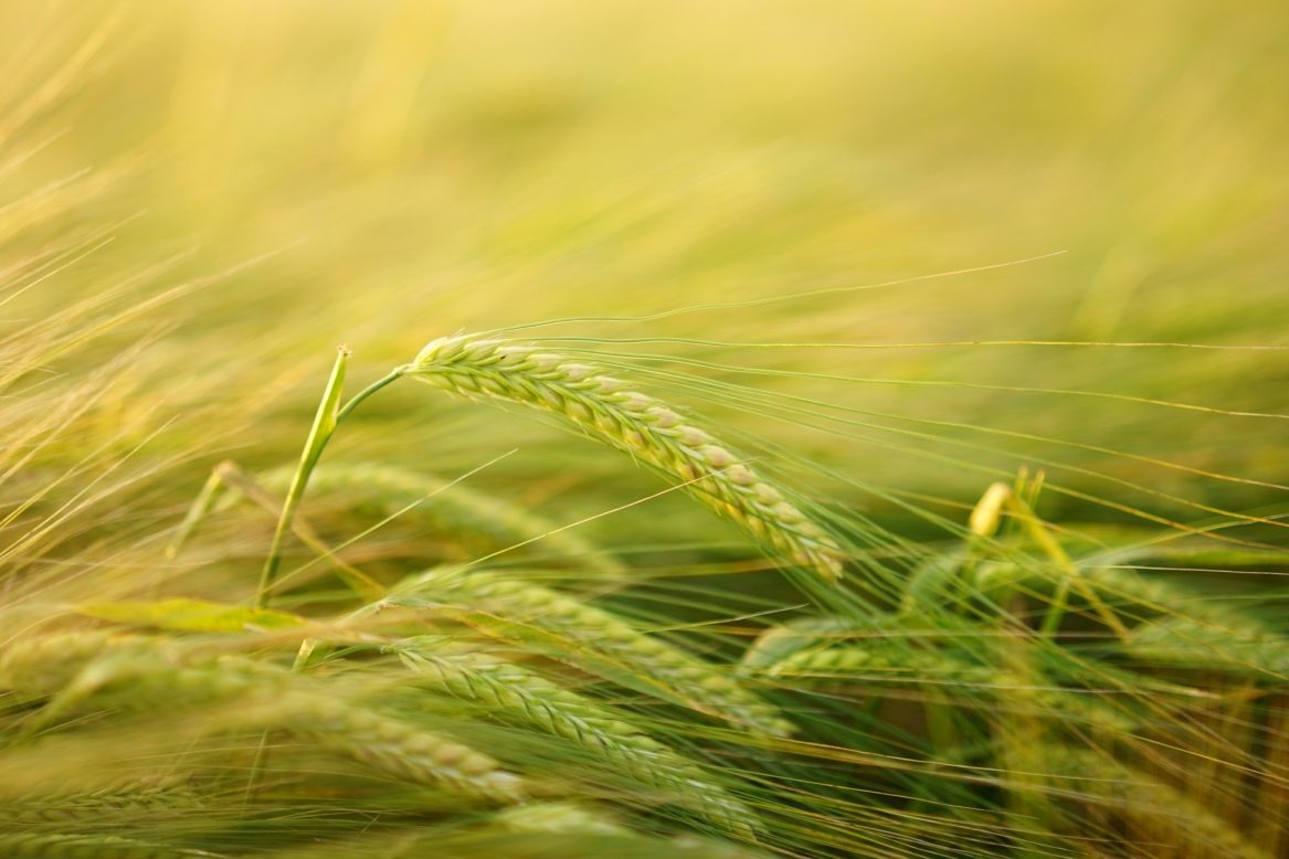 Ears of winter barley