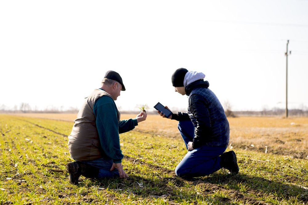 Two men with mobile phones in a field, inspecting crops.