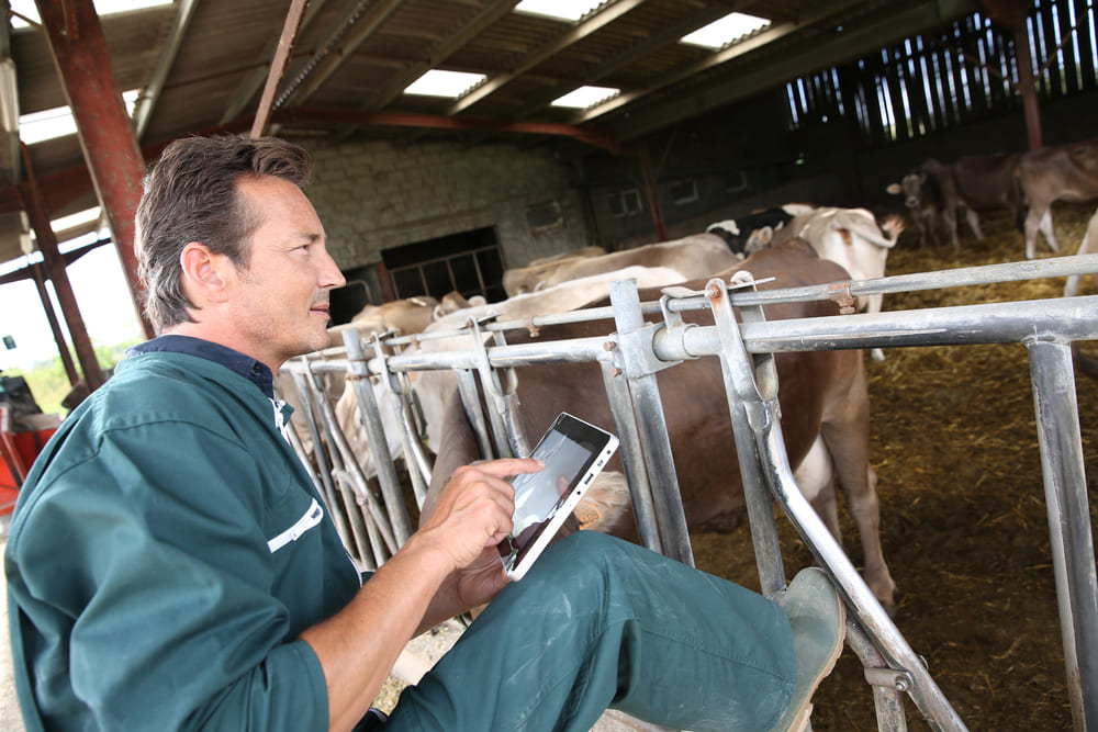 Man consulting a digital tablet in the cowshed.