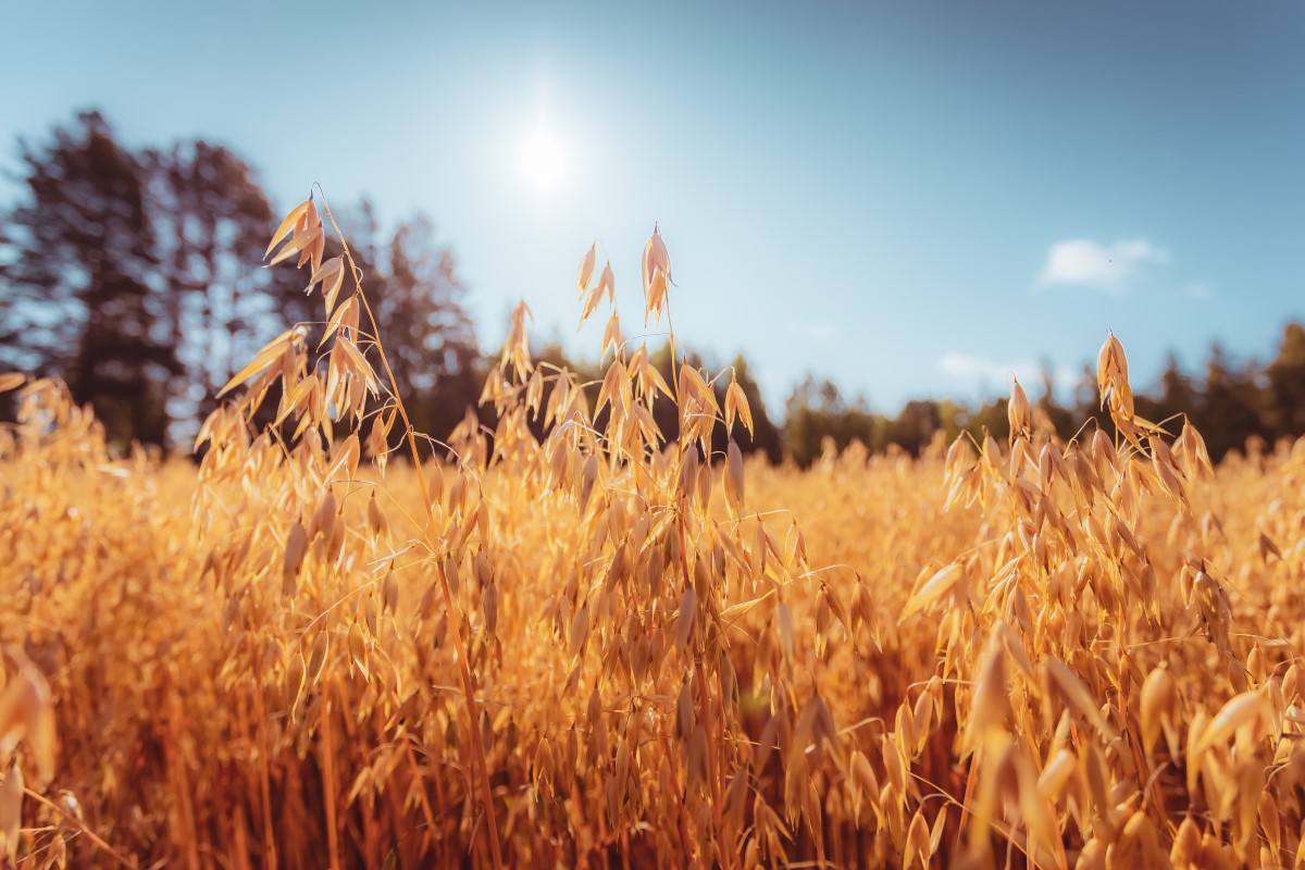 Oat field