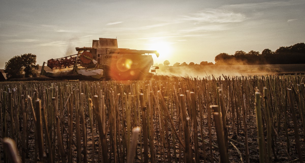 Rapeseed harvest