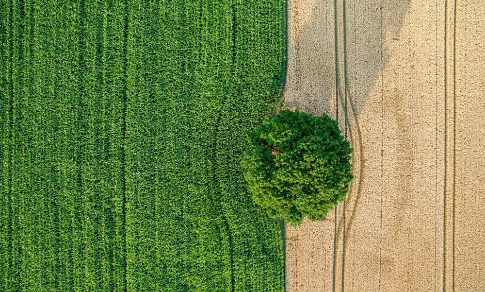 Landschaft mit Baum und Feldern aus der Vogelperspektive Landschaft mit Baum und Feldern aus der Vogelperspektive