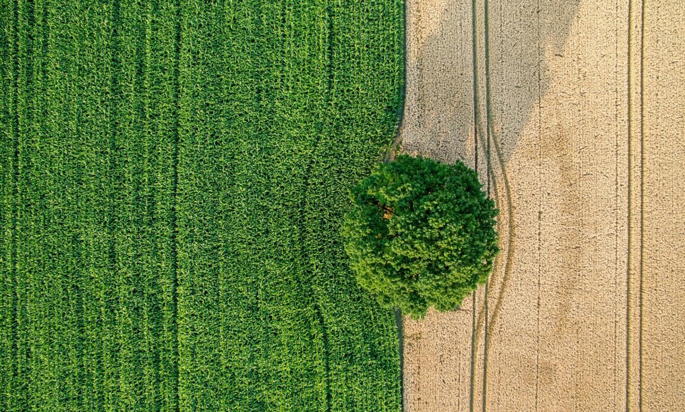 Landschaft mit Baum und Feldern aus der Vogelperspektive