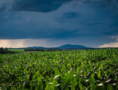 Bedeu­tung des Kli­mas für die Landwirtschaft